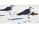 Two seagulls standing on a white sandy beach, one facing away, the other toward the viewer at 5132 Jungle Plum Rd, Sarasota, FL 34242