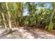Lush backyard featuring a bamboo garden and mature palm trees at 642 N Jefferson Ave # 13, Sarasota, FL 34237
