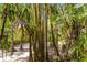 Lush bamboo garden surrounded by palm trees and native Florida foliage at 642 N Jefferson Ave # 13, Sarasota, FL 34237