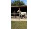 Equestrian property featuring two horses, one brown and one white, standing in a fenced stable stall at 22803 67Th E Ave, Bradenton, FL 34211