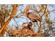 Great blue heron with chicks nest high in the treetop, basking in warm sunlight at 4726 Potomac Cir, Bradenton, FL 34210