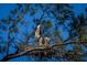 Great blue heron nest with baby birds perched high in a tree with a blue sky background at 4726 Potomac Cir, Bradenton, FL 34210