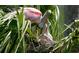 Roseate Spoonbill feeding its young in a nest surrounded by greenery at 4726 Potomac Cir, Bradenton, FL 34210