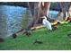 Wildlife along the lake features a white egret amidst a cluster of ducks enjoying the serene setting at 4726 Potomac Cir, Bradenton, FL 34210