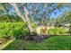 Lush green lawn and mature tree provide a beautiful landscaping feature and plenty of shade for the lawn at 4517 Las Brisas Ln, Sarasota, FL 34238