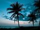 Silhouetted palm trees against a twilight sky, creating a serene and tropical atmosphere at 302 And 304 Canal Rd, Sarasota, FL 34242