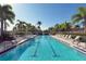 A stunning lap pool with lounge chairs and palm trees, perfect for relaxation and exercise at 5877 Ferrara Dr, Sarasota, FL 34238