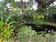Koi pond featuring lily pads, lush greenery, and rock accents at 4695 86Th N Ave, Pinellas Park, FL 33782