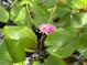 Picturesque pond showcasing vibrant lily pads and a delicate pink water lily at 4695 86Th N Ave, Pinellas Park, FL 33782