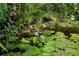 Scenic pond featuring blooming water lilies, complemented by tropical plants creating a peaceful view at 4695 86Th N Ave, Pinellas Park, FL 33782