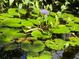 Picturesque pond showcasing vibrant lily pads and a delicate purple water lily at 4695 86Th N Ave, Pinellas Park, FL 33782