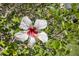 Close-up of a white hibiscus flower with a red center and yellow stamen, surrounded by green leaves at 5623 Midnight Pass Rd # 615, Sarasota, FL 34242