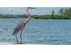 A beautiful heron stands gracefully on a cement pier near the tranquil, glistening water's edge at 5623 Midnight Pass Rd # 615, Sarasota, FL 34242