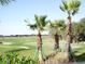 Scenic view of the golf course with palm trees and well-maintained greens at 7005 River Hammock Dr # 203, Bradenton, FL 34212