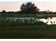 A gaggle of Ibis enjoying waterfront living at a lovely golf course community at 834 Springwood Cir, Bradenton, FL 34212