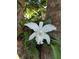 Close-up of a beautiful white orchid in bloom, adding a touch of elegance to the property at 834 Springwood Cir, Bradenton, FL 34212