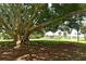 Scenic park featuring a large tree providing ample shade, perfect for picnics and outdoor activities at 1212 Princeton Ave, Bradenton, FL 34207