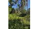 Exterior view of a lot filled with tropical foliage and tall palm trees at 3601 Riverview Blvd, Bradenton, FL 34205
