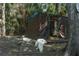 The yard has a duck house with a cage around it for safety at 7251 Fish Farm Rd, Palmetto, FL 34221