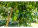 Lush mango tree with green fruits, showcasing natural beauty and potential for homegrown produce at 3988 Berlin Dr, Sarasota, FL 34233