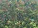 Close up of a beautiful shrub with green leaves and small red flowers at 4027 Allure Ln, North Port, FL 34287
