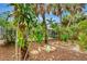 Lush backyard with palm trees, tropical plants, and a view of the screened-in pool area at 4322 Concert St, Port Charlotte, FL 33948