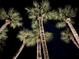 Upward shot of beautiful palm trees against a dark night sky at 7614 Peninsular Dr, Sarasota, FL 34231