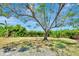 Spacious backyard featuring a mature tree providing ample shade and lush perimeter vegetation at 2420 16Th W St, Palmetto, FL 34221