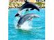 Two Dolphins jumping in the water exhibiting joyful wildlife at 72 4Th Ave # 72, Venice, FL 34285