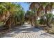 Picturesque sandy path lined with mature tropical palm trees at 310 Avenida Milano, Sarasota, FL 34242