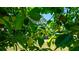 Avocado tree with green fruit in the backyard at 4310 7Th W Ave, Bradenton, FL 34209