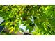 Close up of an avocado tree with green fruit in the sunny backyard at 4310 7Th W Ave, Bradenton, FL 34209