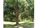Large mature tree in yard at 2475 Wood Oak Dr, Sarasota, FL 34232
