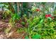 Tropical landscaping and pineapple plant bring a vibrant burst of nature to the yard of this home at 2630 Bucida Dr, Sarasota, FL 34232