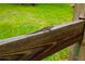 Close-up of a lizard resting on a wooden fence, showcasing the natural park environment at 1862 Rita St, Sarasota, FL 34231