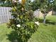 Beautiful backyard featuring a lush Magnolia tree, partially fenced for added privacy and charm at 2787 Jay Pl, Sarasota, FL 34235