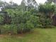 Established fig tree in the yard, partially fenced, enhancing the property's natural beauty and offering fresh fruit at 2787 Jay Pl, Sarasota, FL 34235