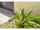 Close up of a tropical pineapple plant in a garden bed outside the home at 3311 39Th W Pl, Bradenton, FL 34205