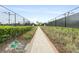 Pathway leading to fenced-in pickleball courts with lamp posts on clear day at 4720 Arpino Ct, Bradenton, FL 34211