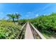 Picturesque wooden walkway surrounded by lush tropical vegetation under a sunny blue sky at 8963 Fishermens Bay Dr, Sarasota, FL 34231