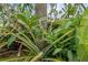This tropical yard boasts lush greenery with a ripe pineapple growing in the landscaping at 202 Bedford Trl # 120, Sun City Center, FL 33573