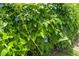 Beautiful landscaping featuring vibrant flowering vines cascading down the side of the house at 3339 Duar Ter, North Port, FL 34291
