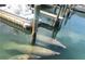 Unique view of manatees swimming in the clear waterway, offering a glimpse of local wildlife at 767 John Ringling Blvd # 25, Sarasota, FL 34236