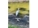 A lovely egret stands near a pond in a beautiful backyard setting at 1500 Sunset Rd # B4, Tarpon Springs, FL 34689