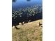 Geese next to the pond at 2636 Hidden Lake N Dr # G, Sarasota, FL 34237
