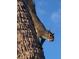 Squirrel on the trunk of a palm tree at 2636 Hidden Lake N Dr # G, Sarasota, FL 34237