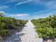 Sandy path through lush vegetation leads to a bright, sunny beach, perfect for a relaxing day at 3959 Somerset Dr # 5, Sarasota, FL 34242
