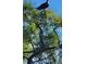 Close up of a tree at 7840 34Th Ave W # 303, Bradenton, FL 34209