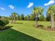 Expansive backyard featuring a lush green lawn and mature palm trees under a clear blue sky at 17612 Northwood St, Lakewood Ranch, FL 34202