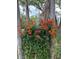 Brilliant orange and green flowers cascading down a tree, adding vibrant color and charm to a naturally beautiful backdrop at 7604 Weeping Willow Cir, Sarasota, FL 34241